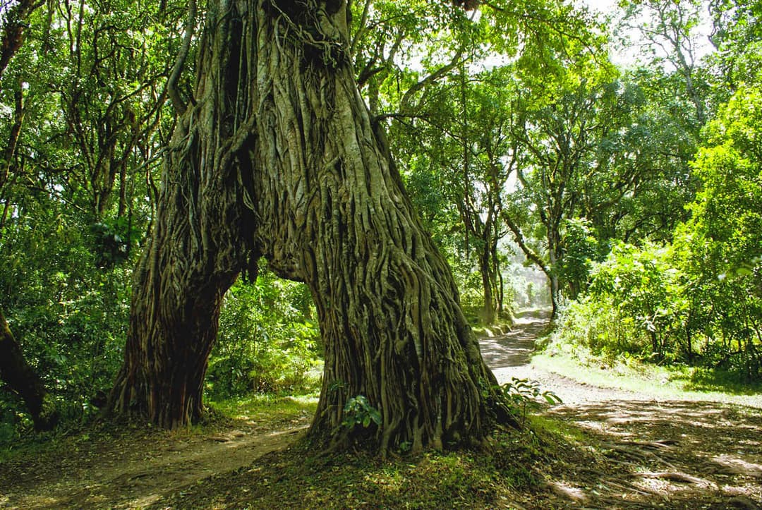 Arusha National Park 