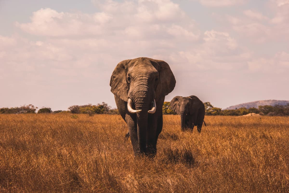 Moshi/Arusha Tarangire National Park