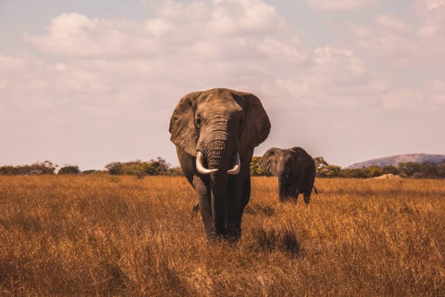 Wildlife Wonders: 8-Day Tanzanian Safari Expedition