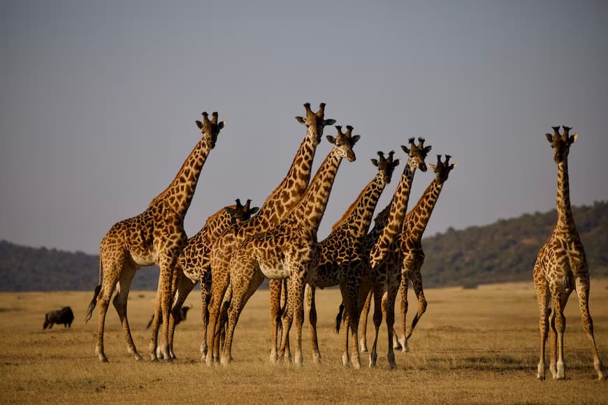 Central Serengeti National Park