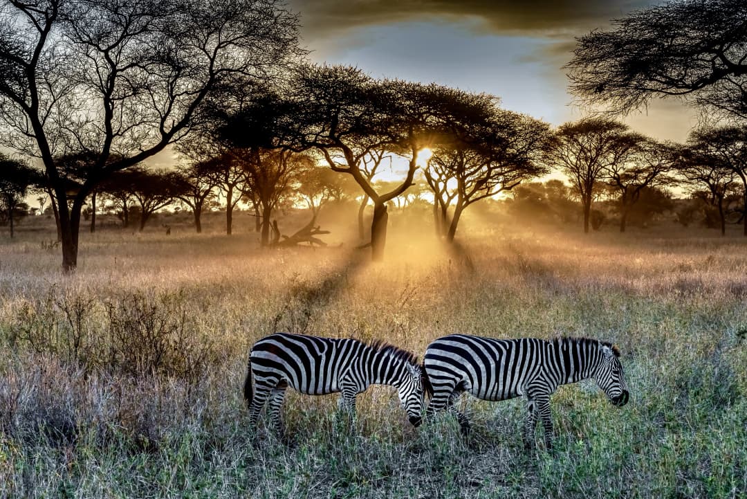 Ruaha National Park
