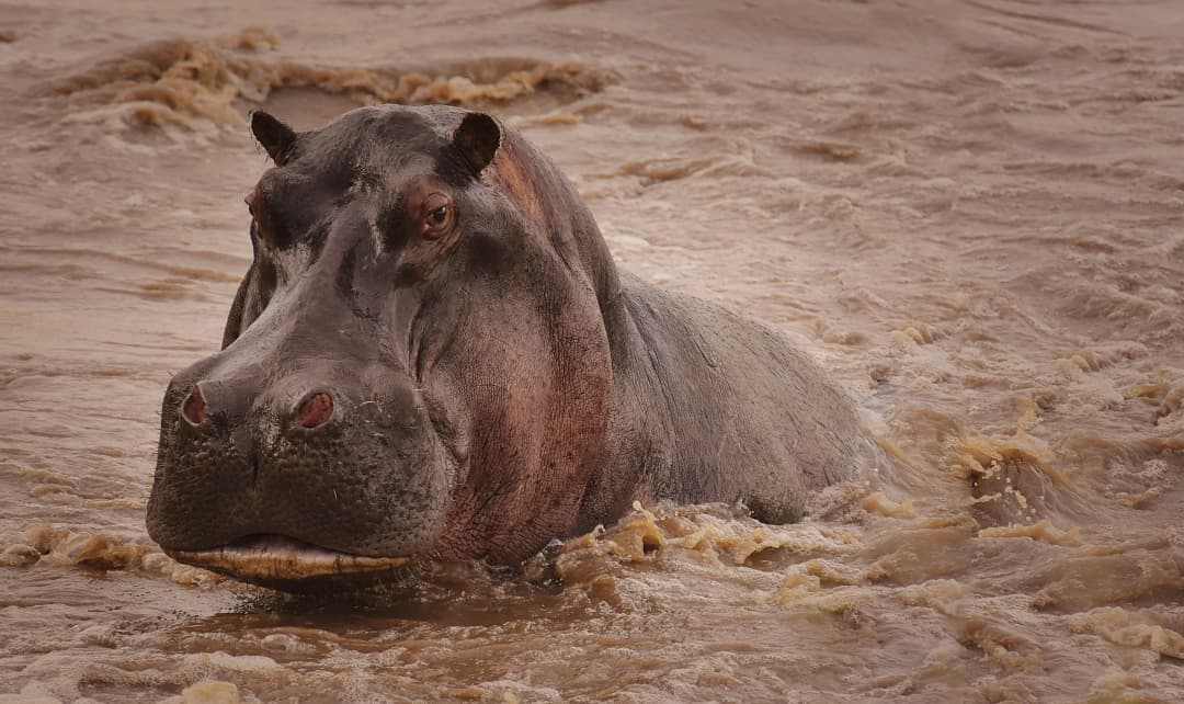 Gombe Stream National Park