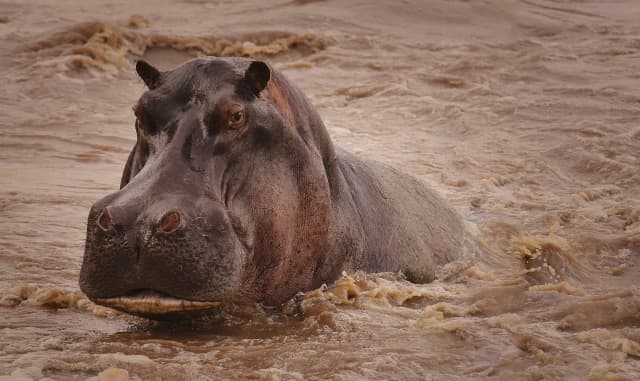 Serengeti Splendors: 5-Day Wildlife Safari Adventure