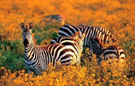 Tarangire National Park