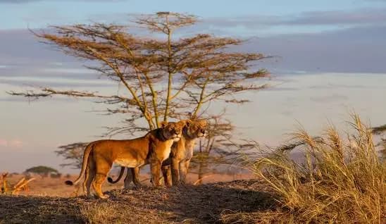 Mto wa mbu-Serengeti National Park