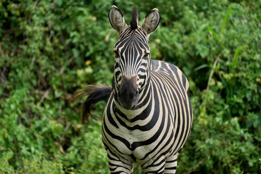 Manyara National Park