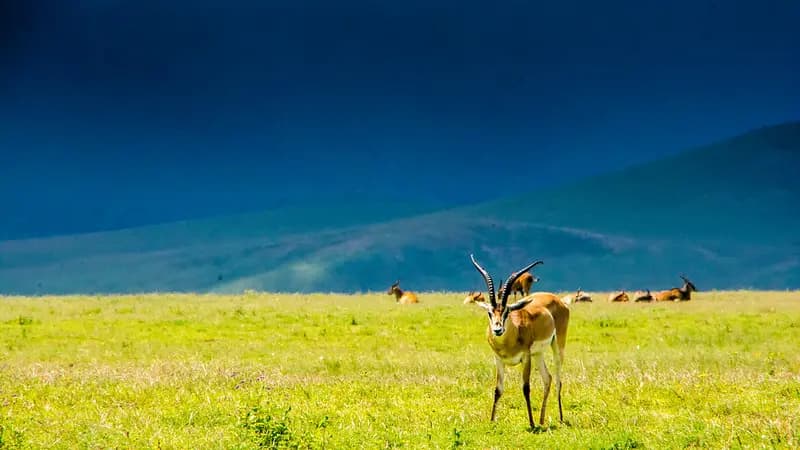 Lake Manyara National Park