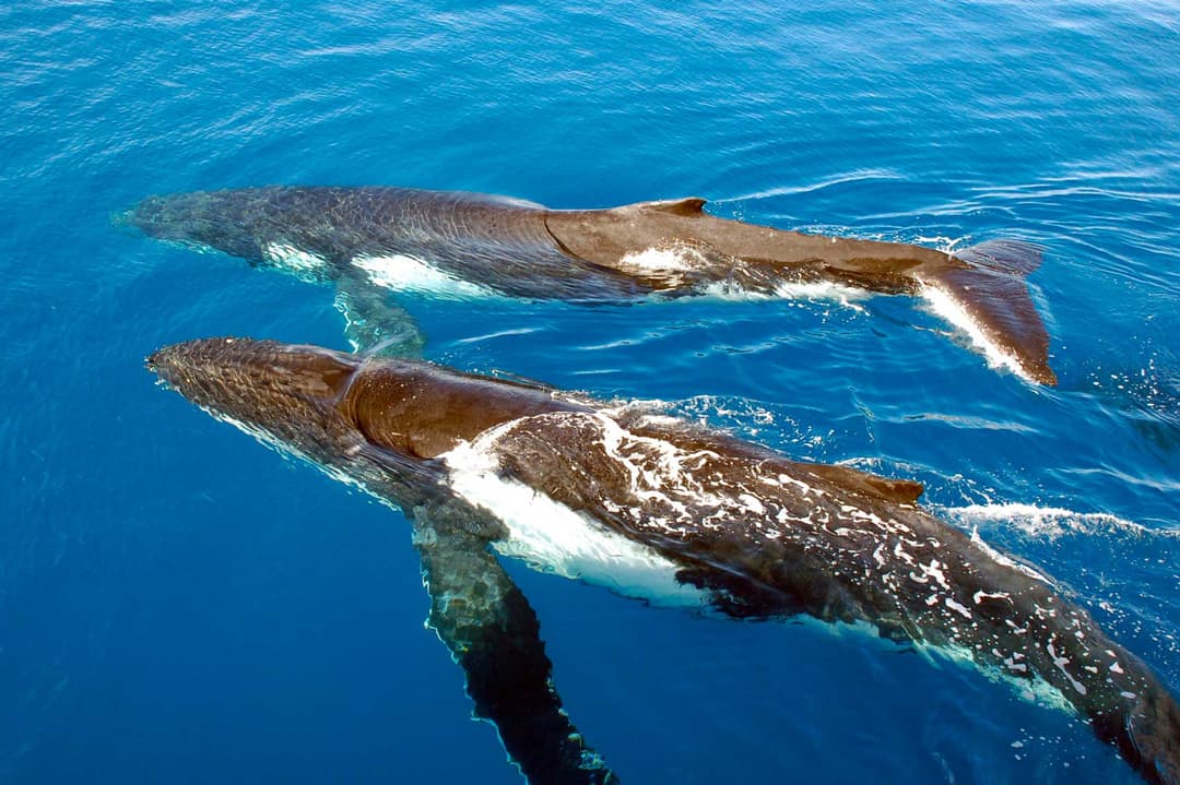 Diverse Marine Life