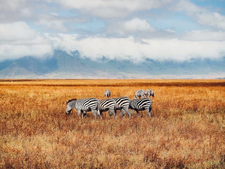 Ngorongoro Crater Game Drive