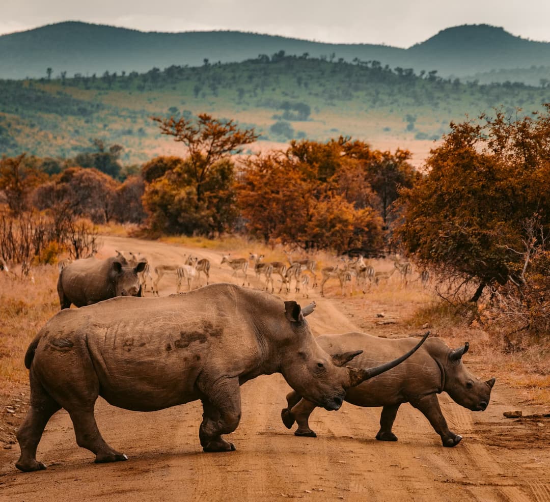 Mkomazi Rhino Project