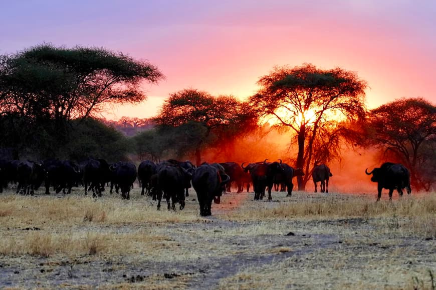  Serengeti Game Drive 