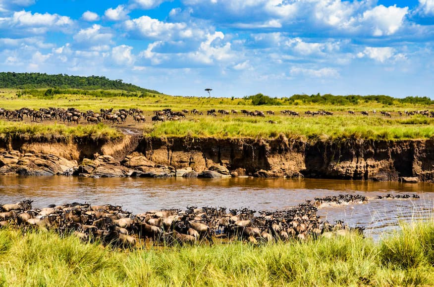  Full Day in Serengeti Migration Routine 