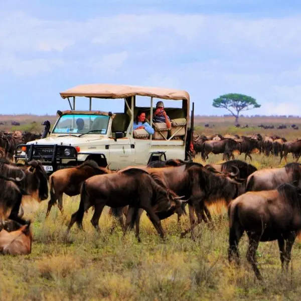 The Great Serengeti Migration Game Drive