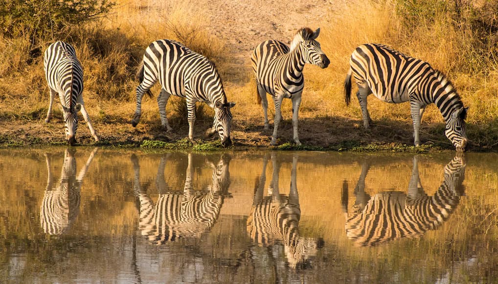 Ngorongoro Crater Game Drive and Departure