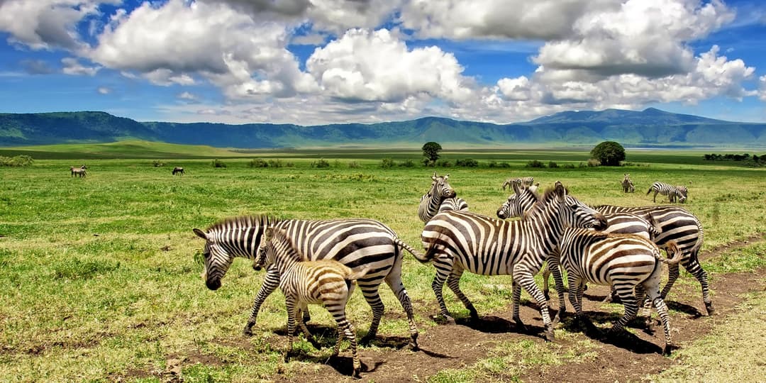 NgoroNgoro Conservation Area