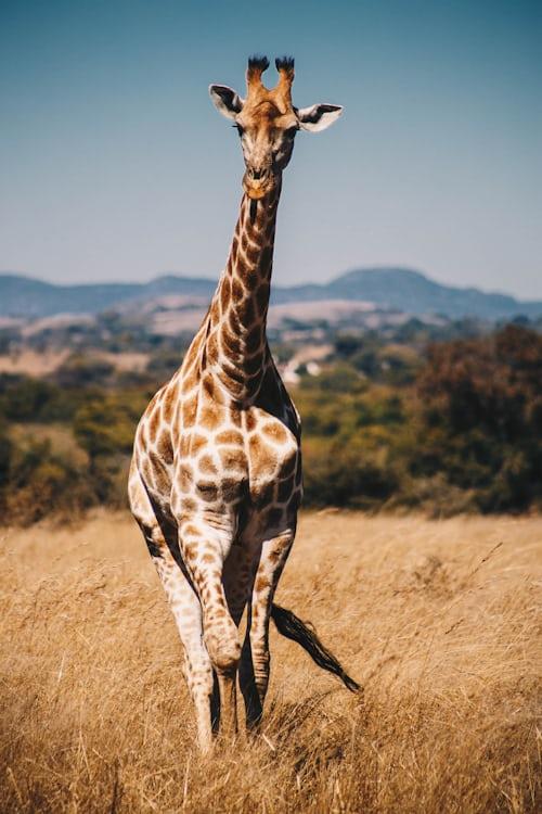 Lake Manyara National Park