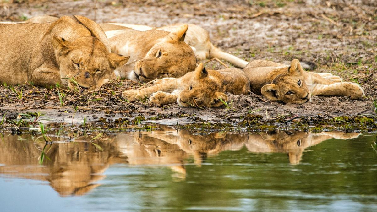 Serengeti National Park & Ngorongoro conservation area