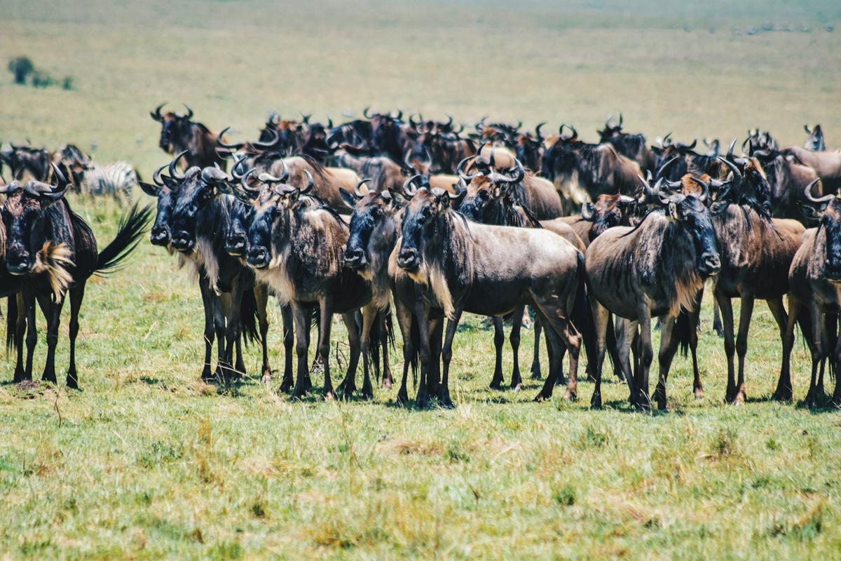  Serengeti Safaris